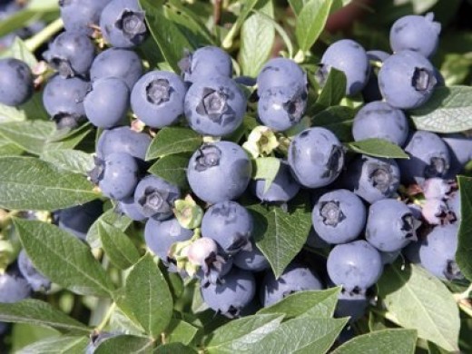 Голубика высокорослая Голубика высокорослая