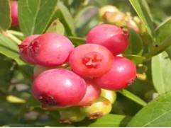 Голубика высокорослая Голубика высокорослая