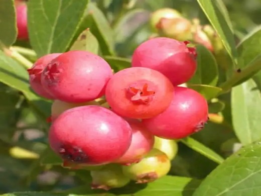 Голубика высокорослая Голубика высокорослая