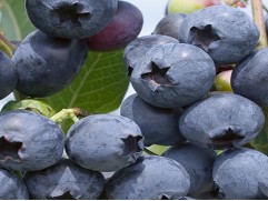 Голубика высокорослая Голубика высокорослая