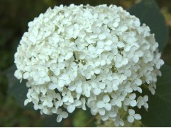 Гортензия древовидная 