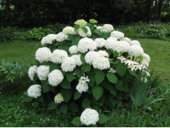 Гортензия древовидная 