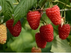 Малина ремонтантная 