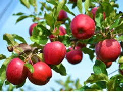 Яблоня Яблоня