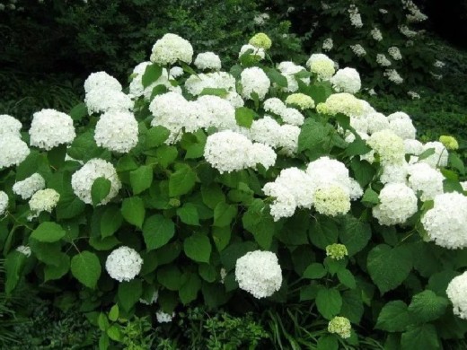 Гортензия древовидная Гортензия древовидная