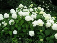 Гортензия древовидная 