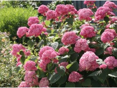 Гортензия древовидная 