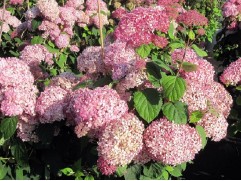 Гортензия древовидная 