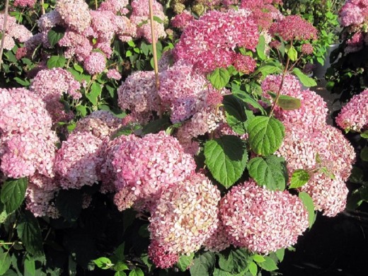 Гортензия древовидная Гортензия древовидная