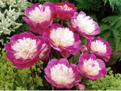 Пион молочноцветковый 