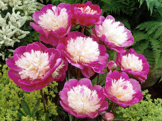 Пион молочноцветковый Пион молочноцветковый