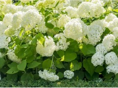 Гортензия древовидная 