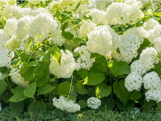 Гортензия древовидная Гортензия древовидная