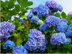 Гортензия крупнолистная 