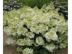 Гортензия метельчатая 