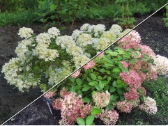 Гортензия метельчатая 