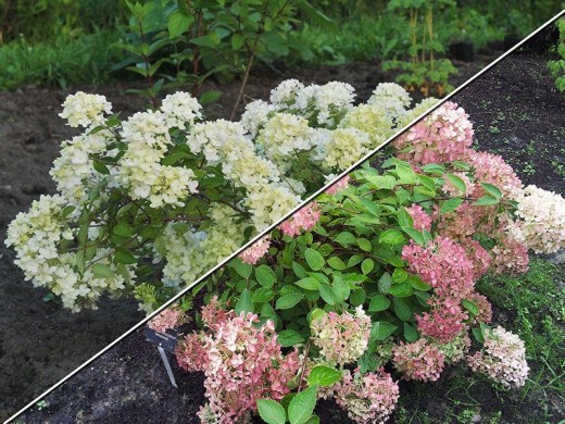 Гортензия метельчатая Гортензия метельчатая