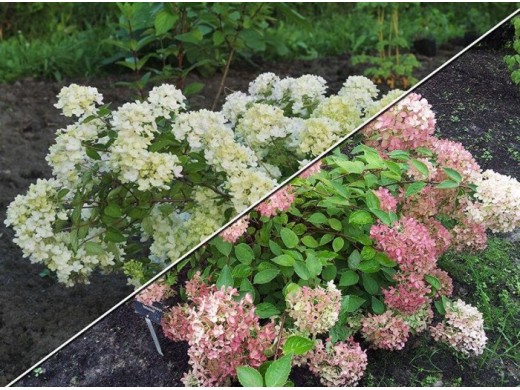 Гортензия метельчатая Гортензия метельчатая