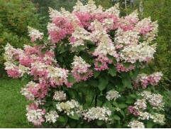 Гортензия метельчатая 