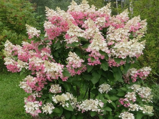 Гортензия метельчатая 
