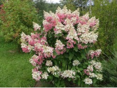 Гортензия метельчатая 