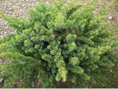 Можжевельник прибрежный 