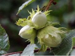 Лещина (фундук) 