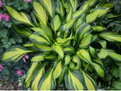 Хоста гибридная 