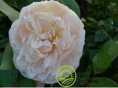 Роза английская 