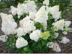 Гортензия метельчатая 
