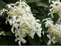 Гортензия метельчатая 