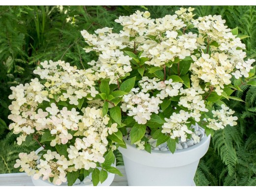 Гортензия метельчатая Гортензия метельчатая