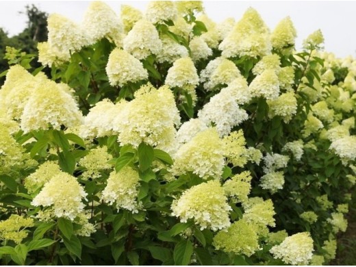 Гортензия метельчатая 