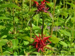 Монарда гибридная Монарда гибридная