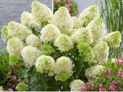 Гортензия метельчатая 