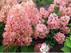 Гортензия метельчатая 