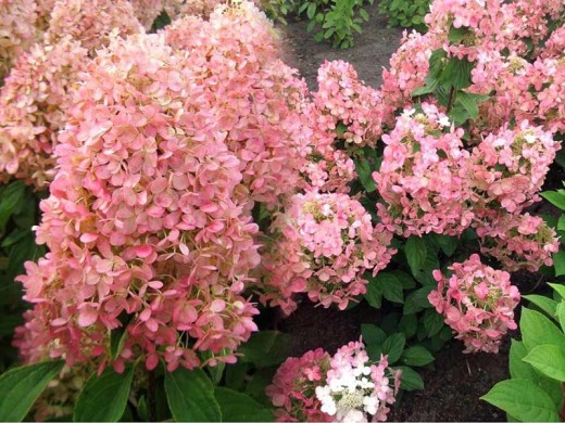 Гортензия метельчатая Гортензия метельчатая