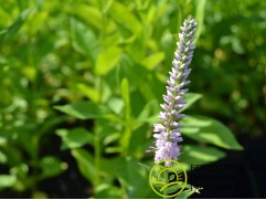 Вероника гибридная 