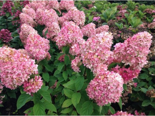 Гортензия метельчатая Гортензия метельчатая