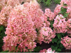Гортензия метельчатая 
