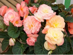 Бегония клубневая 