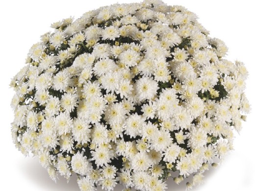 Хризантема мультифлора Хризантема мультифлора