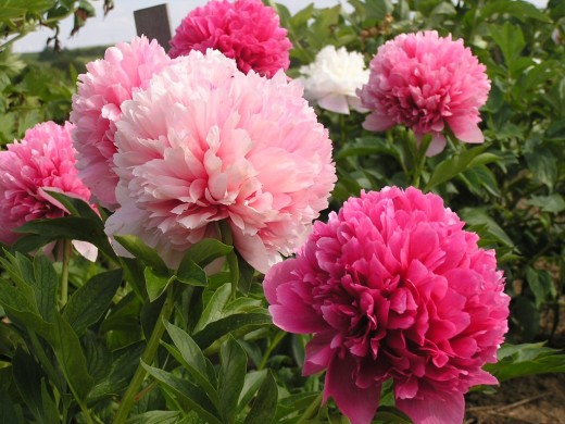 Пион гибридный Пион гибридный