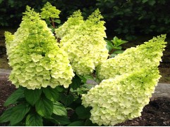 Гортензия метельчатая 