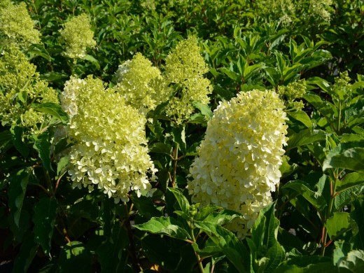 Гортензия метельчатая Гортензия метельчатая