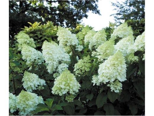 Гортензия метельчатая Гортензия метельчатая