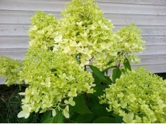 Гортензия метельчатая 