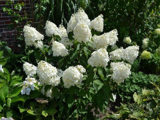 Гортензия метельчатая Гортензия метельчатая