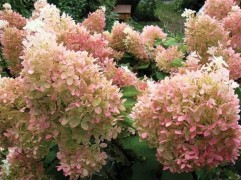 Гортензия метельчатая 