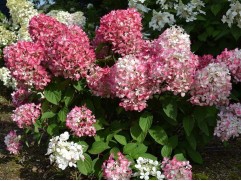 Гортензия метельчатая 
